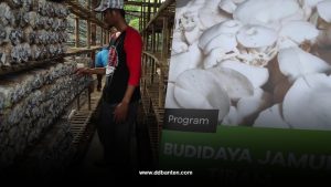 Budidaya Jamu Dompet Dhuafa Banten