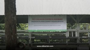 Program Plasma peternakan domba dan kambing dompet dhuafa banten resmi berjalan