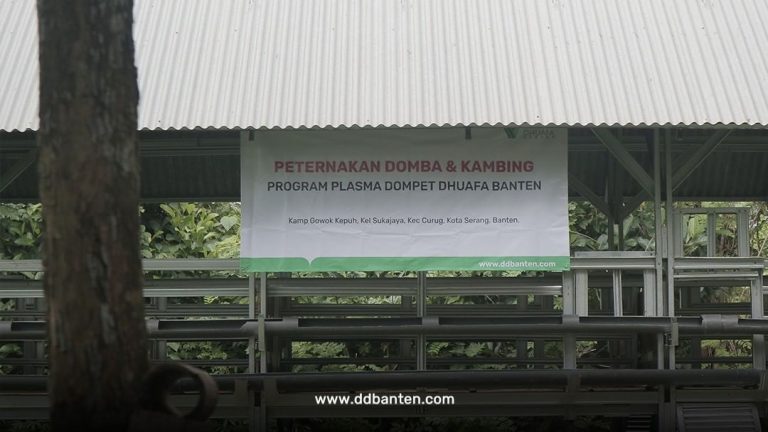 50 Domba, 1 Kandang, 9 Penerima Manfaat. Program Plasma Dompet Dhuafa Banten Resmi Berjalan