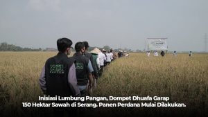 dompet dhuafa tanam 150 hektar padi di banten