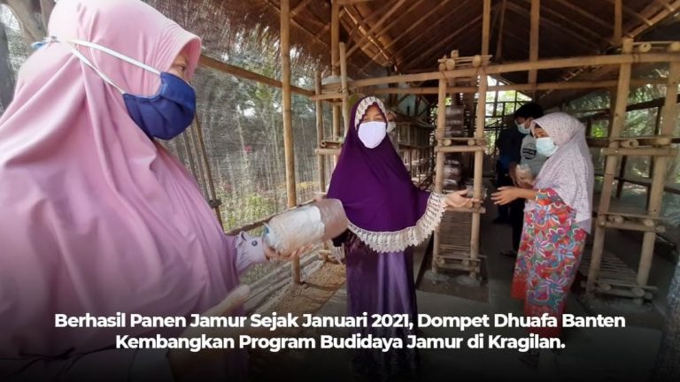Berhasil Panen Jamur Sejak Januari 2021, Dompet Dhuafa Banten Kembangkan Program Budidaya Jamur di Kragilan