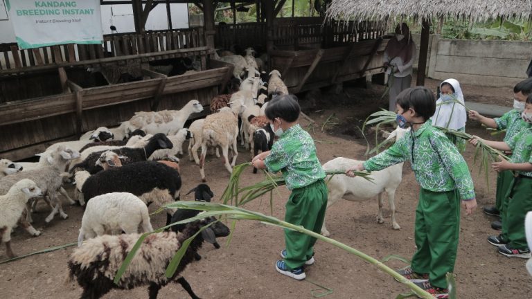TK Islam Al Azhar 40 Cilegon Study Visit ke Dompet Dhuafa Farm Banten